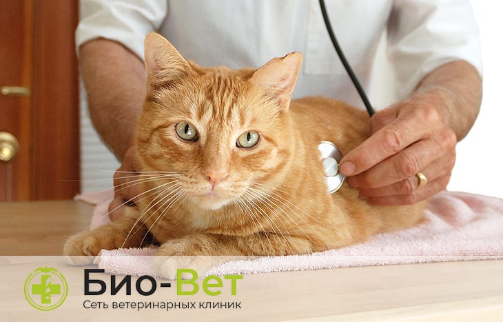 Недостаточность поджелудочной железы у кошек