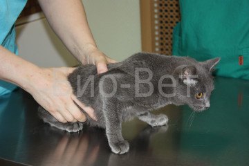 Пупочная грыжа у кота сколько стоит операция thumbnail