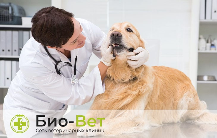 Питомниковый кашель у собак