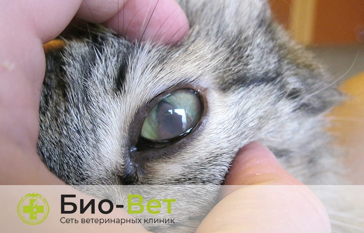 Помутнение глаз у кошек
