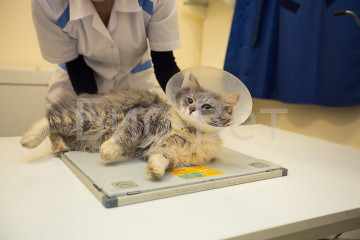 Сколько стоит рентген для кошки в москве thumbnail