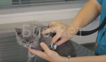 Сколько стоит операция мочекаменная болезнь у кошек thumbnail