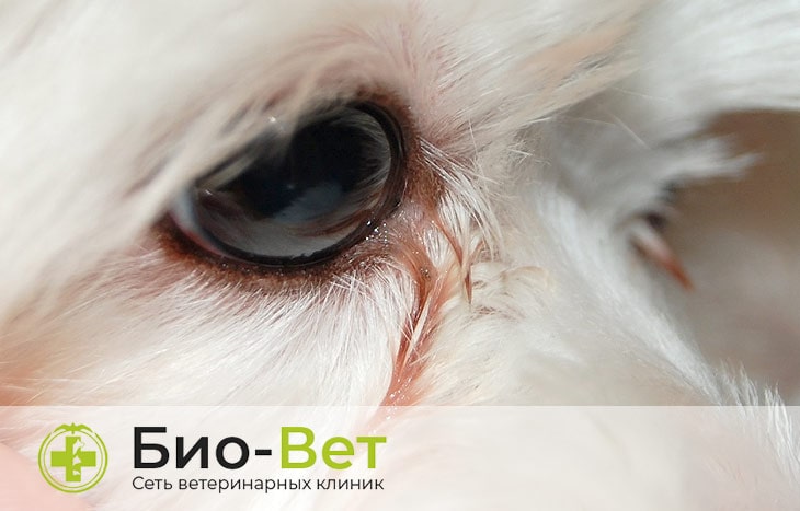 Воспаление глаз у собак