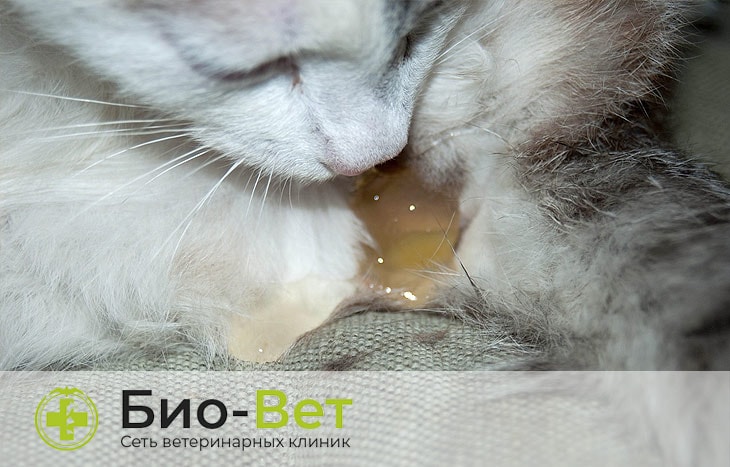 Коричневые выделения у кошки после стерилизации