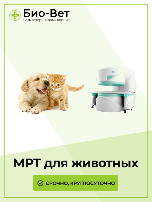 МРТ животным в Москве