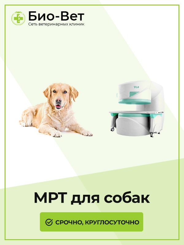 МРТ Собаке в Москве